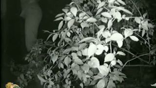 Caught blonde girl pissing on hidden camera by the bushes